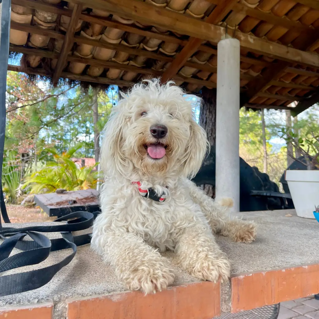 web fondos dianalogos 1200x1200px 38